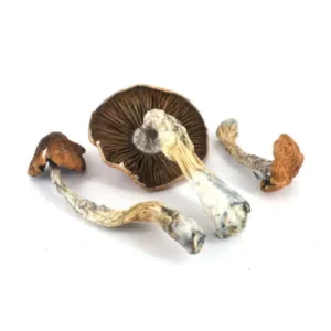 Daddy Long Legs strain, premium cannabis flower, discreet cannabis shipping, balanced cannabis effects, adult cannabis use, Cannabis Exotic Dispensary