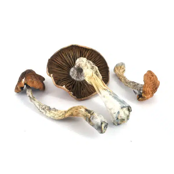 Daddy Long Legs strain, premium cannabis flower, discreet cannabis shipping, balanced cannabis effects, adult cannabis use, Cannabis Exotic Dispensary