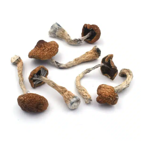 Tidal Wave cannabis strain, premium cannabis flower, discreet cannabis shipping, potent cannabis effects, adult cannabis use, Cannabis Exotic Dispensary