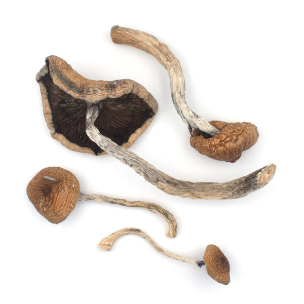 B+ | Premium Cannabis Flower Strain