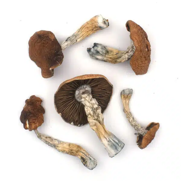 Daddy Long Legs strain, premium cannabis flower, discreet cannabis shipping, balanced cannabis effects, adult cannabis use, Cannabis Exotic Dispensary