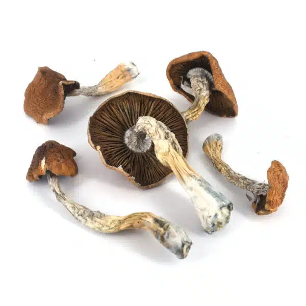 Daddy Long Legs strain, premium cannabis flower, discreet cannabis shipping, balanced cannabis effects, adult cannabis use, Cannabis Exotic Dispensary