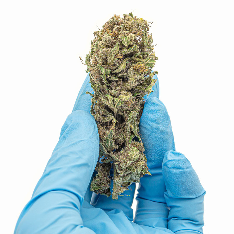 flowers-from-cbd-small-bud-exotic-kush