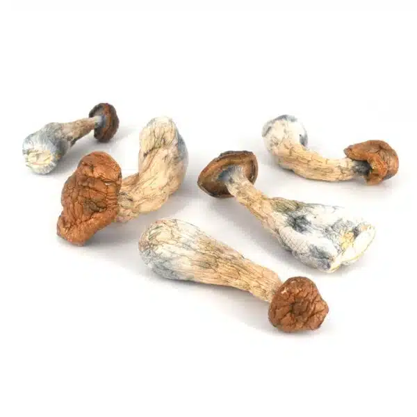 Gold Member cannabis, premium cannabis flower, spicy herbal cannabis, citrus cannabis strain, euphoric cannabis flower, potent cannabis buds, terpene-rich cannabis, discreet cannabis shipping, odor-proof packaging, Cannabis Exotic Dispensary flower, adult-use cannabis, cannabis for creativity, cannabis for relaxation, trusted cannabis supplier, high THC cannabis strain, luxury cannabis buds, smooth cannabis smoke, Cannabis Exotic Dispensary Gold Member, CBD premium flower, Cannabis Exotic Dispensary potency, Cannabis Exotic Dispensary lab-tested