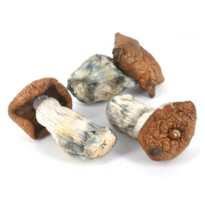 King Kong cannabis strain, premium cannabis flower, discreet cannabis shipping, potent cannabis effects, adult cannabis use, Cannabis Exotic Dispensary