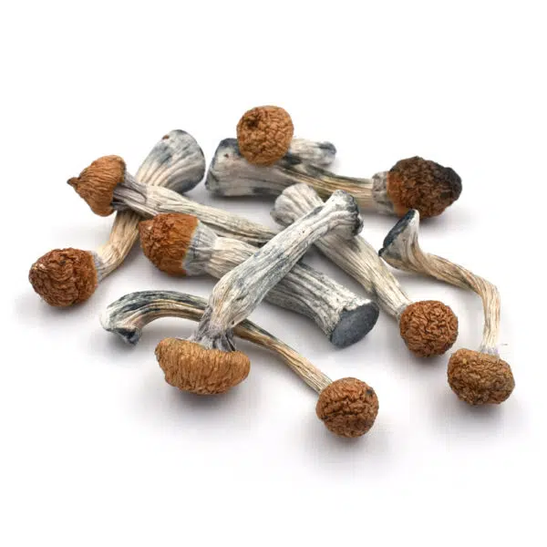 Penis Envy | Premium Psilocybin Magic Mushrooms