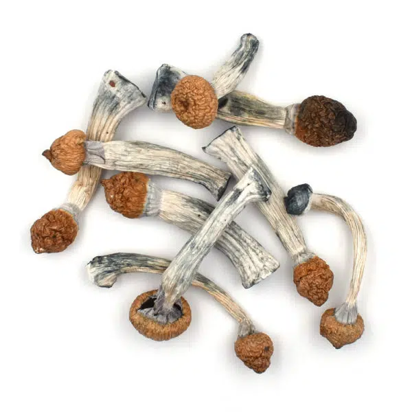 Penis Envy mushrooms, premium psilocybin mushrooms, high potency magic mushrooms, psychedelic mushroom strain, psilocybin mushroom capsules, therapeutic psilocybin, discreet magic mushroom shipping, odor-proof packaging, Cannabis Exotic Dispensary, adult-use psychedelic, premium shrooms, microdosing magic mushrooms, spiritual mushroom experience