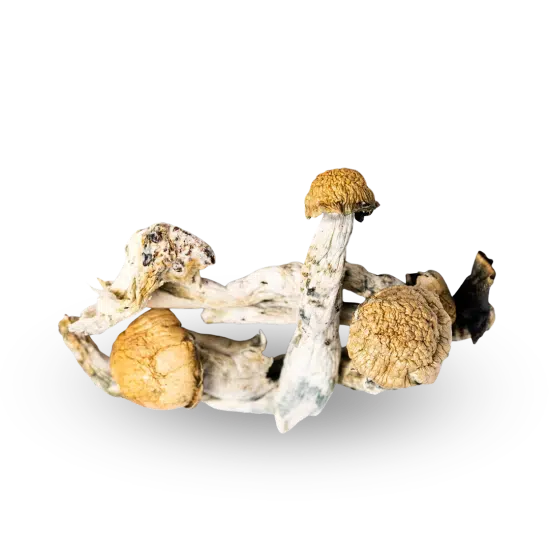 shrooms, Mushrooms,buy mushroom