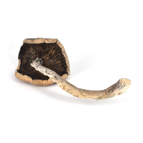 B+ | Premium Cannabis Flower Strain