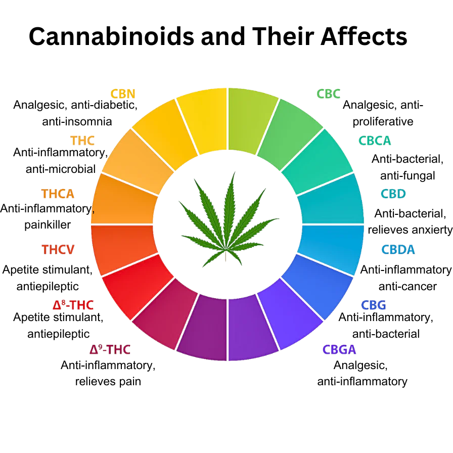 cannabinoids in cannabis, cannabis education, THC and CBD effects, cannabis compounds, endocannabinoid system, how cannabinoids work, cannabis consumer guide, cannabinoid science, responsible cannabis use, cannabis wellness education, terpene and cannabinoid synergy