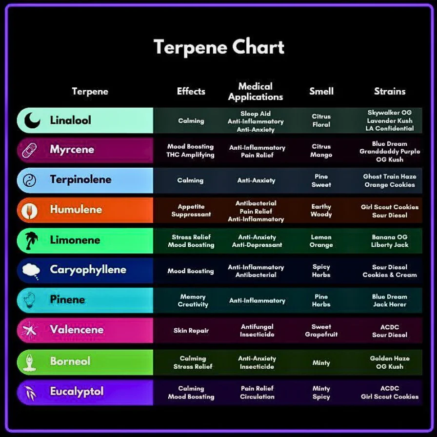 cannabinoids in cannabis, cannabis education, THC and CBD effects, cannabis compounds, endocannabinoid system, how cannabinoids work, cannabis consumer guide, cannabinoid science, responsible cannabis use, cannabis wellness education, terpene and cannabinoid synergy