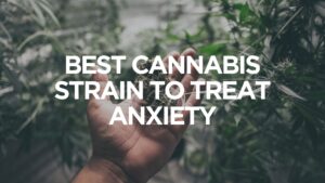 weed strains that help anxiety, best marijuana strains for anxiety relief, CBD and anxiety, calming weed strains