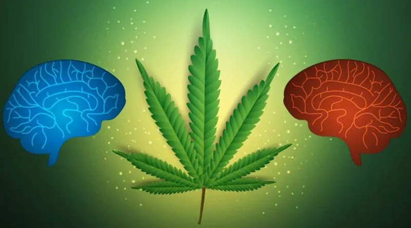 How long does marijuana stay in your system for urine test, THC detection time occasional user, how long does weed stay in your body, cannabis drug test timeline