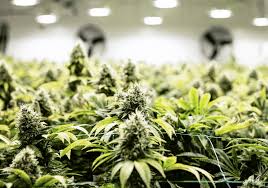 Buy cannabis near you with fast, discreet worldwide shipping. Cannabis Exotic Dispensary delivers premium cannabis to the USA, Canada, Germany & more.
