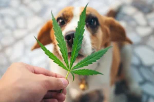 THC for dogs, cannabinoids for pets, dog chronic condition support, canine wellness education, THC safety for dogs, dog endocannabinoid system, pet cannabinoid research, holistic dog care, responsible pet supplements, cannabis education for pets, veterinary guided pet wellness